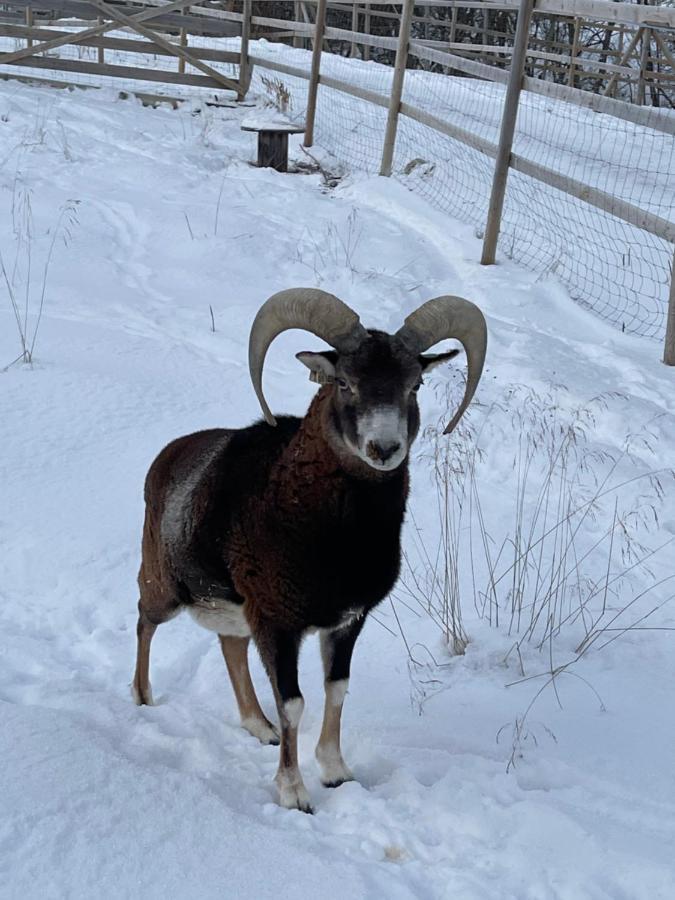 Koselig Dyregard I Tromso Otel Dış mekan fotoğraf